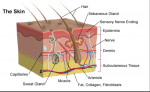Diagram showing the skin layers